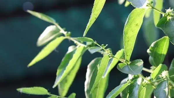 枣树几月开花结果 枣树开花打什么药好