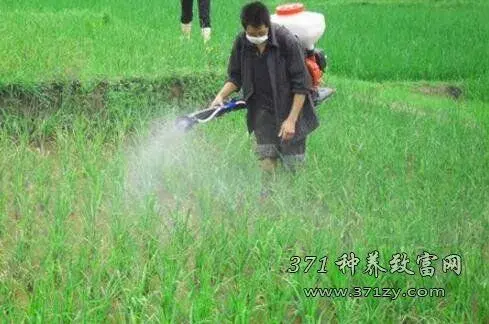 蔬菜频繁用药不如抓住用药时机