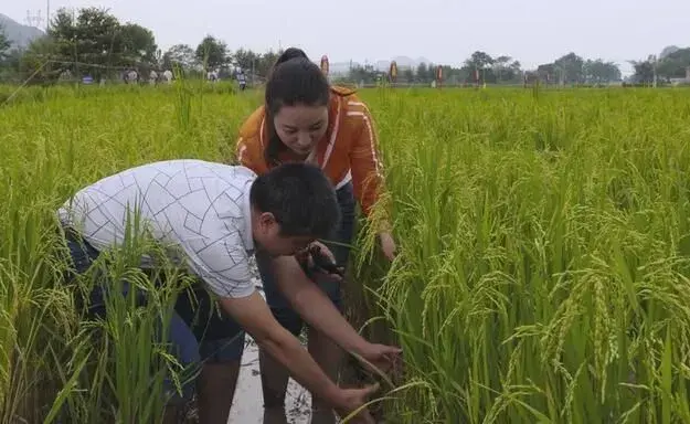 鱼稻共生和再生稻技术