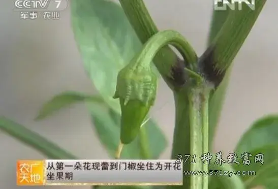 新疆阳光温室辣椒种植技术