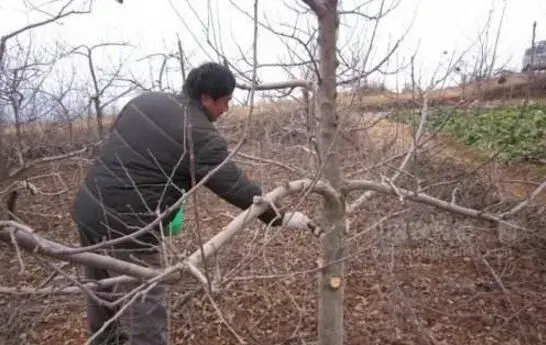 苹果树如何冬剪才科学，你剪对了吗？