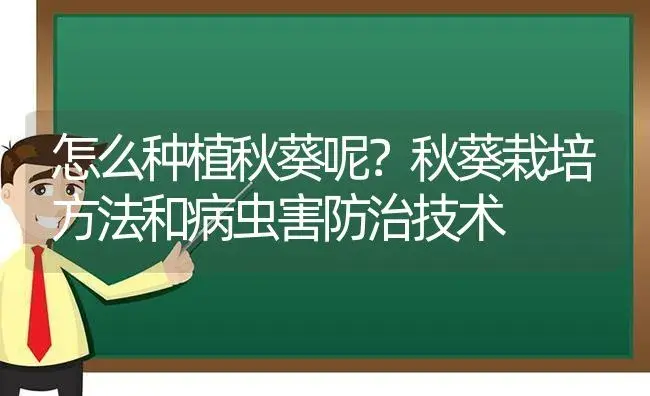 怎么种植秋葵呢？秋葵栽培方法和病虫害防治技术 | 植物病虫害