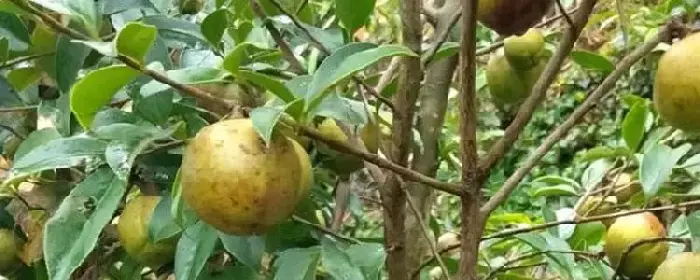 油茶高产栽培技术