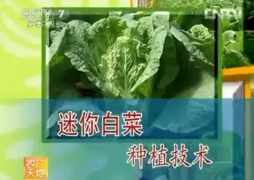 北方地区迷你白菜栽培技术