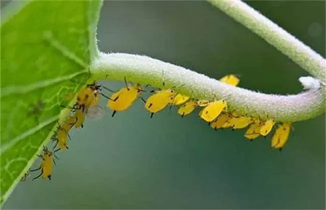 龙葵病害防治和治疗