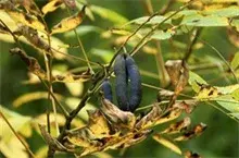 猫屎瓜种植之象鼻虫的防治