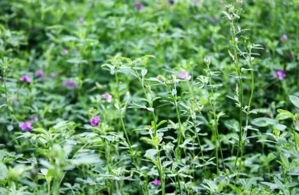 紫花苜蓿栽培技术要点