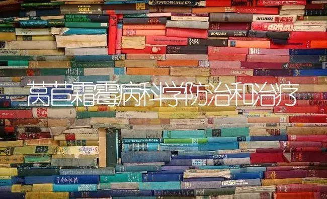 莴苣霜霉病科学防治和治疗 | 蔬菜种植