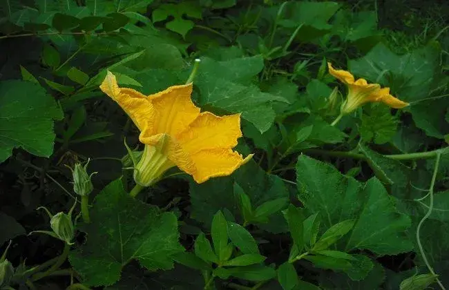 南瓜只开花不结瓜的 因素及解决方法