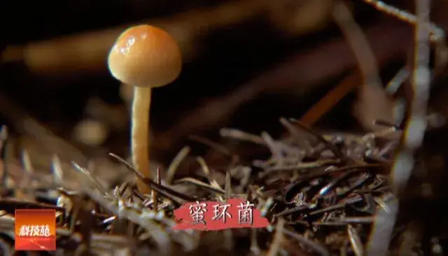 “吃”发光菌(蜜环菌)的天麻能赚钱