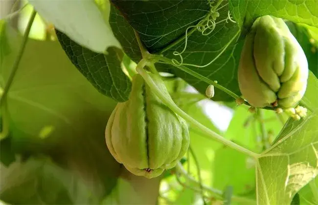 佛手瓜栽培的时间与办法