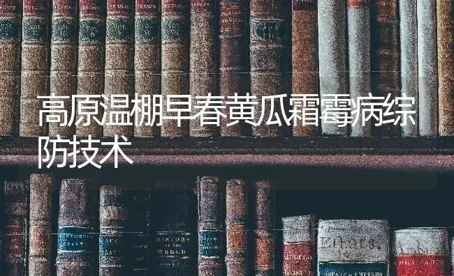 高原温棚早春黄瓜霜霉病综防技术 | 蔬菜种植