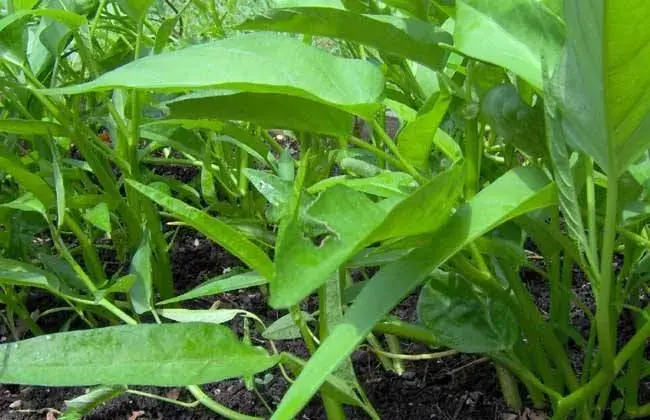 空心菜茎基肿大起因及防治和治疗对策