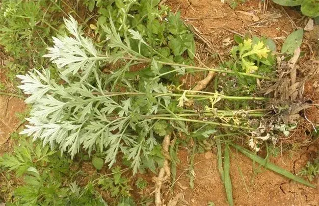 常见野菜的功效