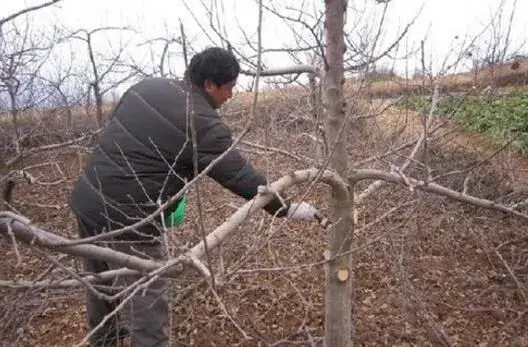 苹果树什么时间修剪最好