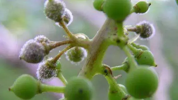 多雨季节葡萄常见病害处理措施