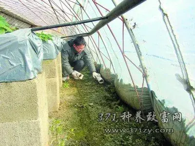 什么是氨基寡糖素？草莓施用氨基寡糖素防病促增产