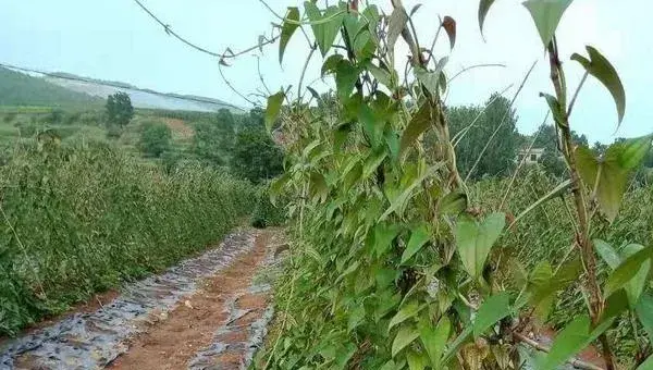 紫山药种植技术