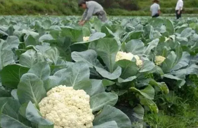 花椰菜错季栽培效益好