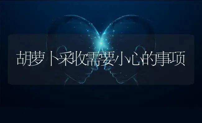 胡萝卜采收需要小心的事项 | 蔬菜种植