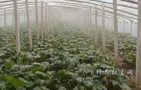 棚室蔬菜农作物怎样应对雾霾天气