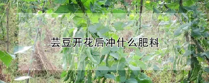 芸豆开花后冲什么肥料