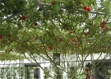 番茄树介绍
