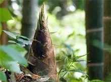 蜀南竹海 竹笋出沃土 竹笋节4月6日应时启幕