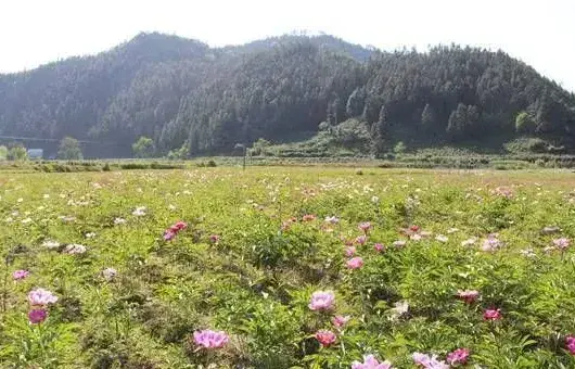 芍药烂根什么原因？解决方法介绍