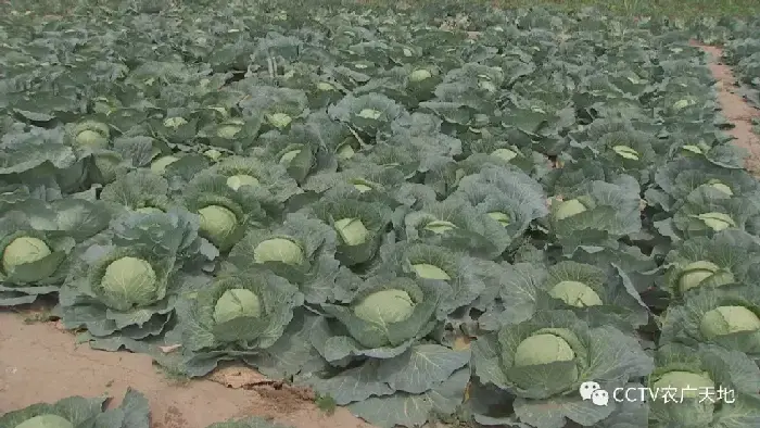 春甘蓝早熟高产种植技术