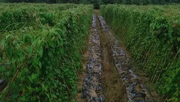 淮山药种植技术大全