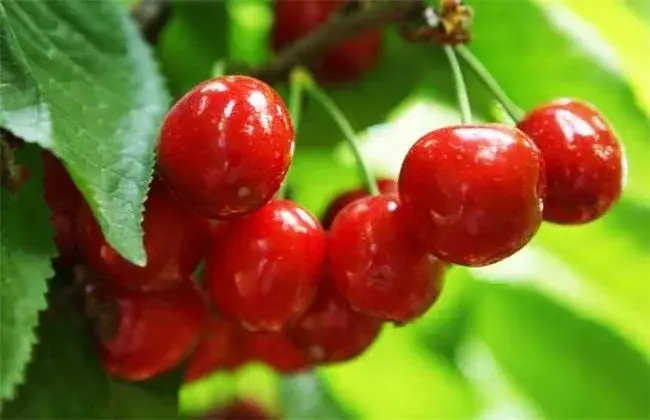 樱桃树什么季节栽培，樱桃高产种植的对策