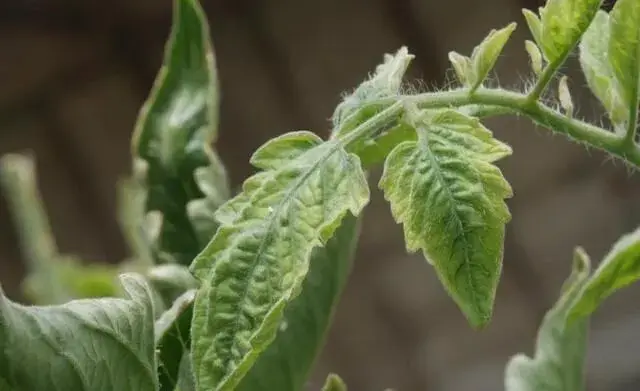 防控温室白粉虱的机要