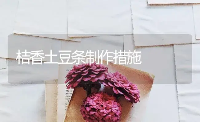 桔香土豆条制作措施 | 蔬菜种植