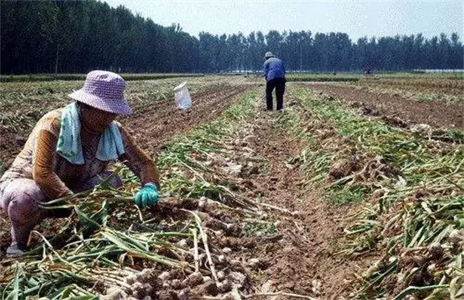 大蒜收获期堤防事项