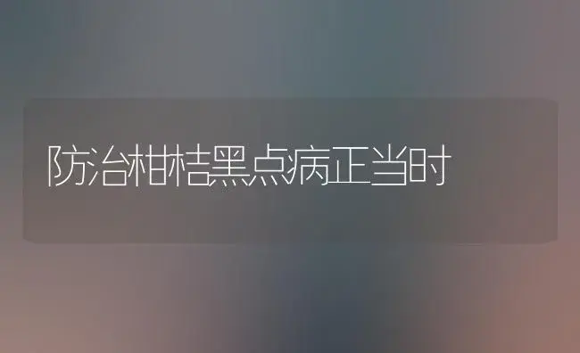 防治柑桔黑点病正当时 | 植物病虫害