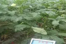 2015黄秋葵种植前景及市场价格分析