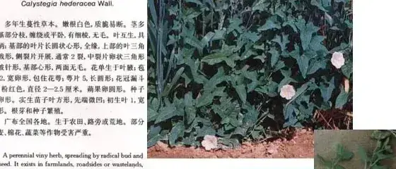 旋花科杂草