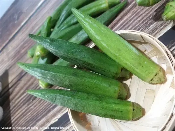 黄秋葵都有哪些食疗价值