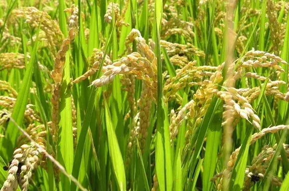 如何应对夏天多雨对农作物带来的灾害