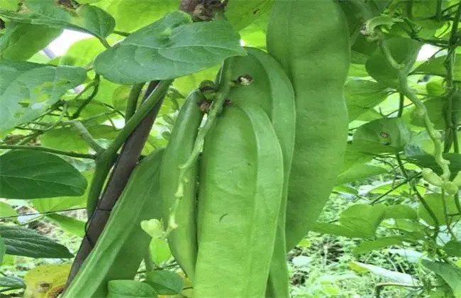 刀豆对成长环境的要求