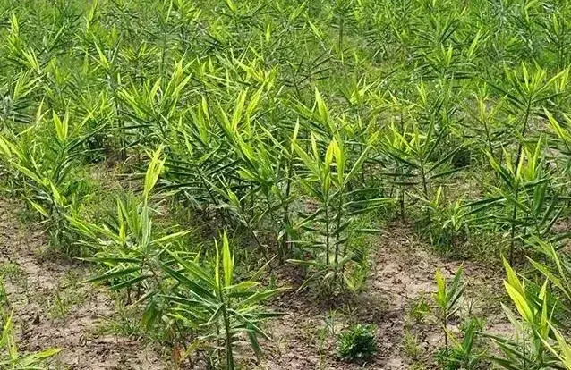 夏天生姜黄叶、干叶的 因素及预防办法