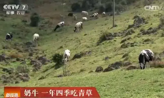 奶牛一年四季吃青草，茄子稼接后更高产