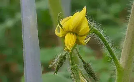 西红柿开花了可以施肥吗