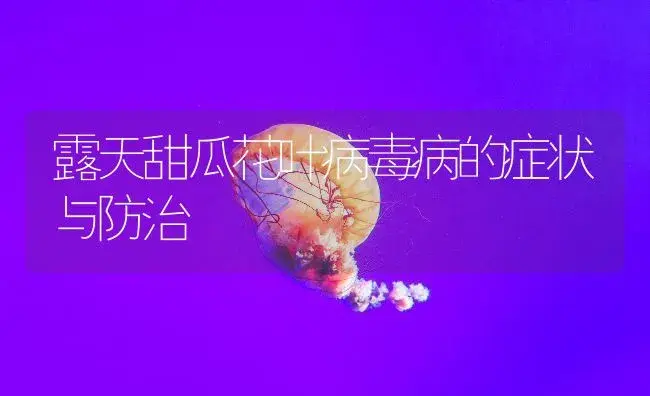 露天甜瓜花叶病毒病的症状与防治 | 植物病虫害