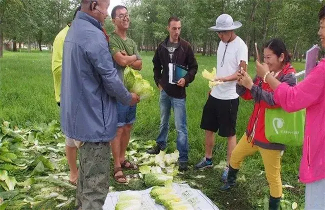 怎样提升娃娃菜产量