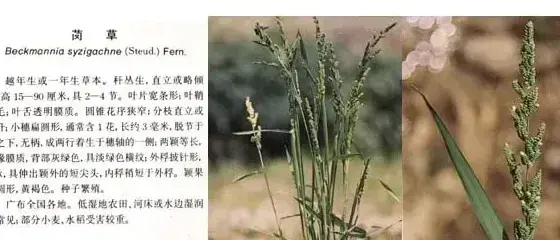 禾本科杂草