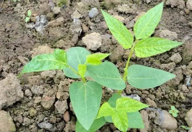 豇豆从播种到出苗后这段时间应该怎样管理