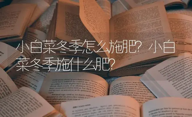 小白菜冬季怎么施肥？小白菜冬季施什么肥？ | 蔬菜种植