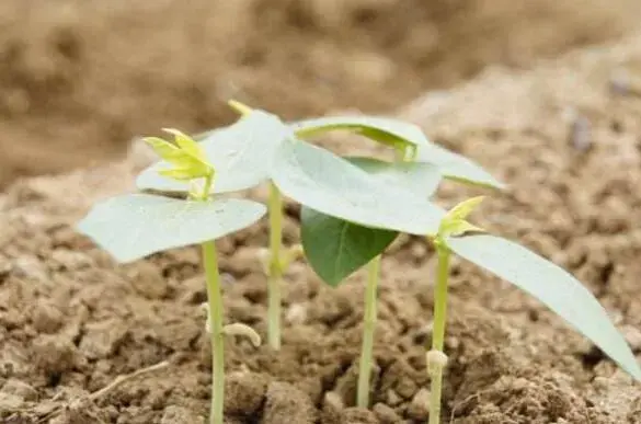 春芸豆栽培时间及地膜覆盖种植技术